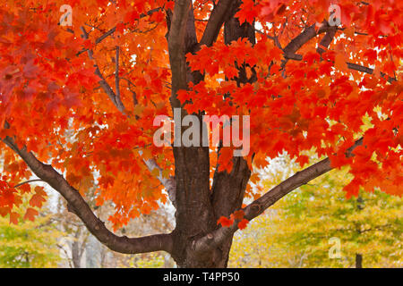 Die hellen crimson Herbst Laub eines Ahorn Baum sollten Geister sogar auf einem trostlosen Tag erhellen. St. Louis Forest Park am Veterans' Tag, 2013. Stockfoto
