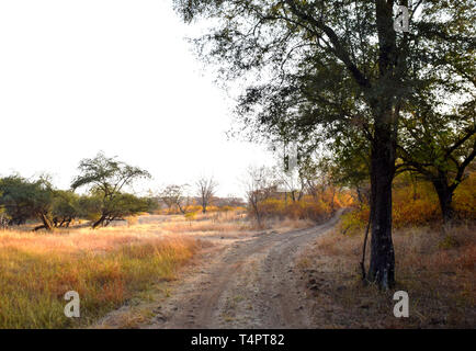 Leere Straße in einem Nationalpark an einem schönen sonnigen Morgen in Indien Stockfoto