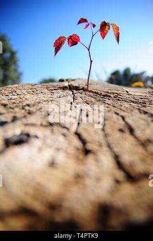 Spross einer Himbeere (Malus Mill) Stockfoto