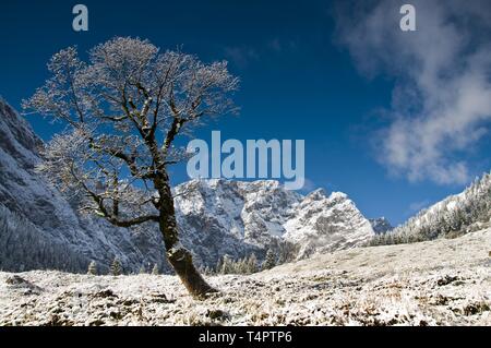 Bergahorn im ersten Schnee, großer Ahornboden, Eng, Österreich, Europa Stockfoto