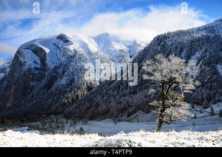 Bergahorn im ersten Schnee, großer Ahornboden, Eng, Österreich, Europa Stockfoto