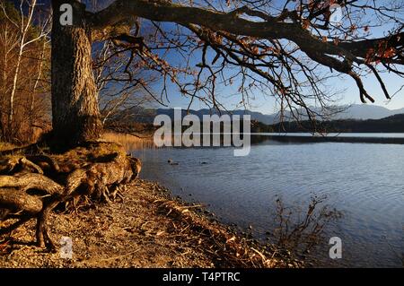 Eiche (Quercus) am Ufer des Lake Staffelsee in Uffing, Bayern, Deutschland, Europa Stockfoto