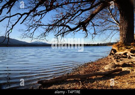 Eiche (Quercus) am Ufer des Lake Staffelsee in Uffing, Bayern, Deutschland, Europa Stockfoto