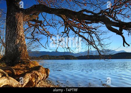 Eiche (Quercus) am Ufer des Lake Staffelsee in Uffing, Bayern, Deutschland, Europa Stockfoto