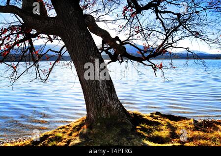 Eiche (Quercus) am Ufer des Lake Staffelsee in Uffing, Bayern, Deutschland, Europa Stockfoto