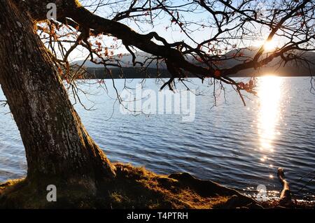 Eiche (Quercus) am Ufer des Lake Staffelsee in Uffing, Bayern, Deutschland, Europa Stockfoto