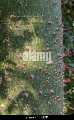 Die hellen Grün Thorn bedeckte Stamm einer jungen Silk floss tree Bild im Hochformat mit Kopie Raum Stockfoto