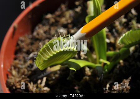 Venus Flytrap rucken Bleistift Stockfoto