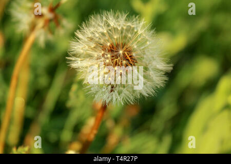Löwenzahn Samen Kopf wiese Nach dem Regen Stockfoto