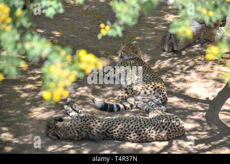 Zwei Geparden liegen im Schatten. In Südafrika fotografiert. Stockfoto