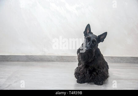 Scottish Terrier Zucht Hund fotografiert im Innenbereich Stockfoto