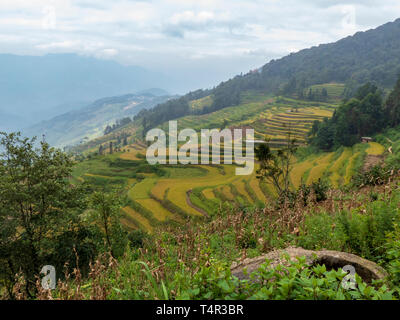 Reisterrassen, Yuanyang, Provinz Yunnan, China Stockfoto