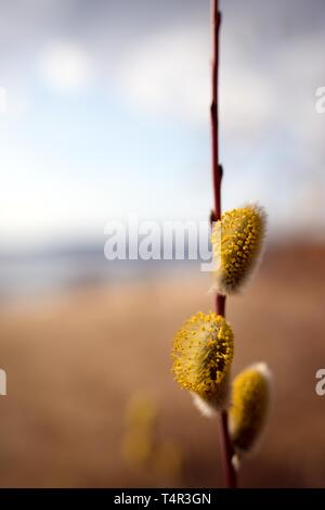 Blühende willow Blumen im Frühling. Zarte palmkätzchen voller gelber Blütenstaub. Stockfoto