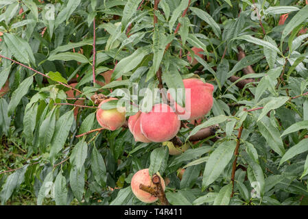 Pfirsiche reifen auf einem Baum in einem Obstgarten in der Nähe von Lijiang, Yunnan, China Stockfoto