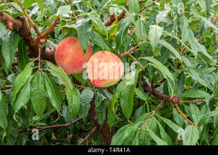 Pfirsiche reifen auf einem Baum in einem Obstgarten in der Nähe von Lijiang, Yunnan, China Stockfoto