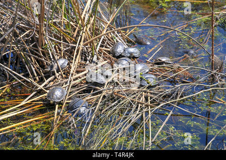 Kaspischen Schildkröte oder gestreift - Hals terrapin (Mauremys caspica). ist ein mittelständisches semi-aquatischen Schildkröte, die aus aus dem östlichen Mittelmeerraum gefunden wird Stockfoto