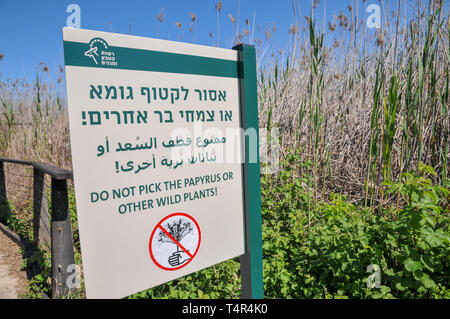 Israel, Hula Valley, Agmon See im März Stockfoto