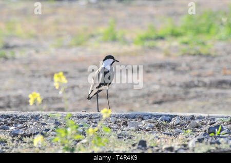 Sporn - winged Kiebitz (Vanellus Spinosus) durch Wasser, fotografiert im Hula-tal, Israel im März Stockfoto