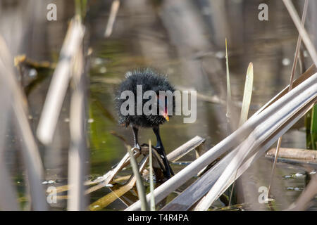 Junge sumpfhuhn (Gallinula chloropus) entlein zwischen Schilf stehen auf einer schwebenden Holz- Log Stockfoto