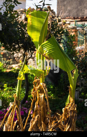 Neue, frische Blätter auf einer Bananenstaude Wurfgeschoss im Frühjahr in einem Garten in Nord-Ost Italien Stockfoto