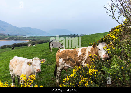 Ardara, County Donegal, Irland. 18. April 2019. Eine bedeckt aber warm Start in den Tag. Blühender Ginster Hecken geben einen Splash von heller Farbe wie Vieh in einem Feld. Credit: Richard Wayman/Alamy leben Nachrichten Stockfoto