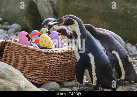 London Zoo. London, Großbritannien, 18. Apr 2019 - Kolonie Humboldt Pinguine (Spheniscus Humboldti) sind Ihre koscheres Frühstück in einem hellen Ostern Korb an der London Zoo serviert. Credit: Dinendra Haria/Alamy leben Nachrichten Stockfoto