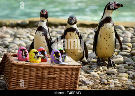 London, Großbritannien. 18. April 2019. Bunte Pappmaché Eier gefüllt mit Leckereien für Humboldt Pinguine in der ZSL London Zoo im Vorfeld zu Ostern. Credit: Stephen Chung/Alamy leben Nachrichten Stockfoto