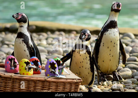 London, Großbritannien. 18. April 2019. Bunte Pappmaché Eier gefüllt mit Leckereien für Humboldt Pinguine in der ZSL London Zoo im Vorfeld zu Ostern. Credit: Stephen Chung/Alamy leben Nachrichten Stockfoto