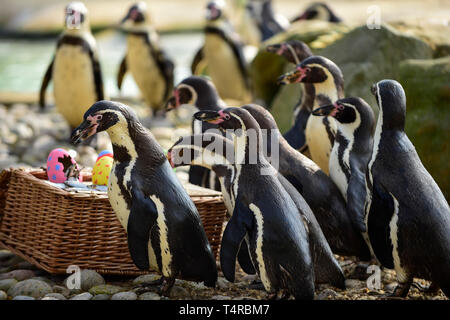 London, Großbritannien. 18. April 2019. Bunte Pappmaché Eier gefüllt mit Leckereien für Humboldt Pinguine in der ZSL London Zoo im Vorfeld zu Ostern. Credit: Stephen Chung/Alamy leben Nachrichten Stockfoto