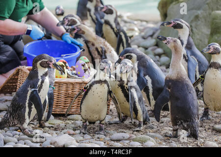 London, Großbritannien. 18 Apr, 2019. ZSL London Zoo Tierpfleger bereit, eine Ostereiersuche für die Tiere. Resident Kolonie der Zoo von Humboldt Pinguine waren Ihre koscheres Frühstück in einem hellen Ostern Korb serviert. Quelle: Chris Aubrey/Alamy leben Nachrichten Stockfoto