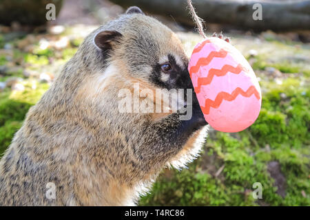 ZSL London Zoo, London, UK. 18 Apr, 2019. Vier ring Der Zoo-tailed Nasenbären (Nasua nasua), Frankie, Shaggy, Velma und Pinsel, ihre Höhle Suche bunte Eier zu finden mit Ihrem Liebling lecker Grillen Credit: Imageplotter/Alamy Leben Nachrichten gefüllt Stockfoto