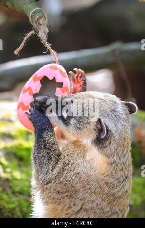 ZSL London Zoo, London, UK. 18 Apr, 2019. Vier ring Der Zoo-tailed Nasenbären (Nasua nasua), Frankie, Shaggy, Velma und Pinsel, ihre Höhle Suche bunte Eier zu finden mit Ihrem Liebling lecker Grillen Credit: Imageplotter/Alamy Leben Nachrichten gefüllt Stockfoto