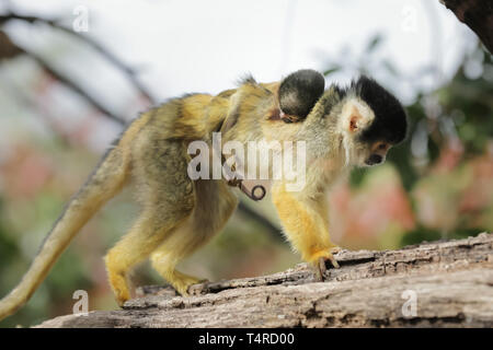 Der Zoo von London, UK. 18 Apr, 2019. ZSL London Zoo Schwarz bedeckte Totenkopfäffchen eine neue Neben ihrer Truppe begrüßte gestern (17. April 2019) Als Mom Zehen gebar einen neuen Baby. Quelle: Chris Aubrey/Alamy leben Nachrichten Stockfoto