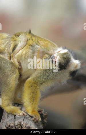 Der Zoo von London, UK. 18 Apr, 2019. ZSL London Zoo Schwarz bedeckte Totenkopfäffchen eine neue Neben ihrer Truppe begrüßte gestern (17. April 2019) Als Mom Zehen gebar einen neuen Baby. Quelle: Chris Aubrey/Alamy leben Nachrichten Stockfoto