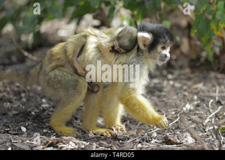 Der Zoo von London, UK. 18 Apr, 2019. ZSL London Zoo Schwarz bedeckte Totenkopfäffchen eine neue Neben ihrer Truppe begrüßte gestern (17. April 2019) Als Mom Zehen gebar einen neuen Baby. Quelle: Chris Aubrey/Alamy leben Nachrichten Stockfoto