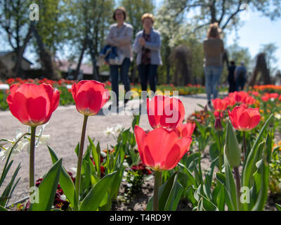 Berlin, Deutschland. 18 Apr, 2019. Besucher vorbei an blühenden Tulpen im Britzer Garten bei schönem Wetter. Credit: Monika Skolimowska/dpa-Zentralbild/dpa/Alamy leben Nachrichten Stockfoto