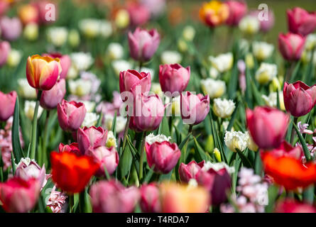 Berlin, Deutschland. 18 Apr, 2019. Zahlreiche Tulpen blühen im Britzer Garten bei schönem Wetter. Credit: Monika Skolimowska/dpa-Zentralbild/dpa/Alamy leben Nachrichten Stockfoto