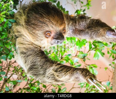 ZSL London Zoo, London, UK, 18. April 2019. Männliche faultier Leander, ein Linnaeus zwei-toed sloth, (Choloepus didactylus) entscheidet eine grosse Ausdehnung und faulenzen in der Sonne im schönen London Regent's Park site zu haben. Faultiere sind die weltweit langsamsten Säugetier, und rund 15 Stunden am Tag schlafen, also ein wenig dehnen ist groß Aktivität in Trägheit. Credit: Imageplotter/Alamy leben Nachrichten Stockfoto