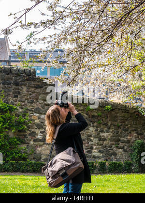 Royal Mile, Edinburgh, Schottland, Großbritannien, 18. April 2019. UK Wetter: eine Frau Fotos Kirschblüte in Dunbar in der Nähe Gärten an einem sonnigen Frühlingstag Stockfoto