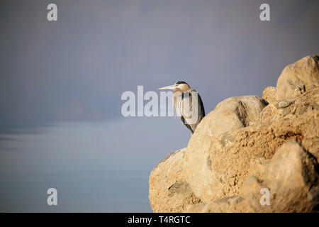 Bombay Beach, Kalifornien, USA. 10 Dez, 2016. Ein Reiher am Ufer des Salton Sea. Der Salton Sea ist ein flacher, Saline, endorheic rift See direkt auf der San Andreas Störung, vorwiegend in den südlichen Kalifornien Imperial und Coachella Täler. Der tiefste Punkt des Meeres ist 1,5 m (5 ft) höher als der niedrigste Punkt des Death Valley. Die jüngsten Zufluss von Wasser aus dem inzwischen stark kontrollierten Colorado River wurde versehentlich durch die Ingenieure der Kalifornien Development Company im Jahre 1905 erstellt. Die daraus resultierenden Abfluss die engineered Canal überwältigt, und der Fluss floss in Stockfoto