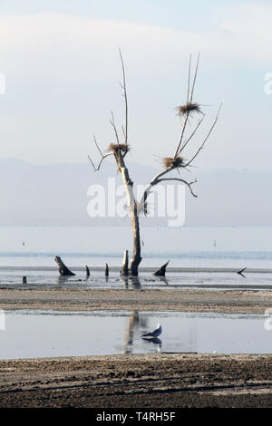 Bombay Beach, Kalifornien, USA. 10 Dez, 2016. Wattenmeer und tote Bäume mit Nestern am Ufer des Salton Sea. Der Salton Sea ist ein flacher, Saline, endorheic rift See direkt auf der San Andreas Störung, vorwiegend in den südlichen Kalifornien Imperial und Coachella Täler. Der tiefste Punkt des Meeres ist 1,5 m (5 ft) höher als der niedrigste Punkt des Death Valley. Die jüngsten Zufluss von Wasser aus dem inzwischen stark kontrollierten Colorado River wurde versehentlich durch die Ingenieure der Kalifornien Development Company im Jahre 1905 erstellt. Die daraus resultierenden Abfluss die engineered Canal überwältigt, Stockfoto