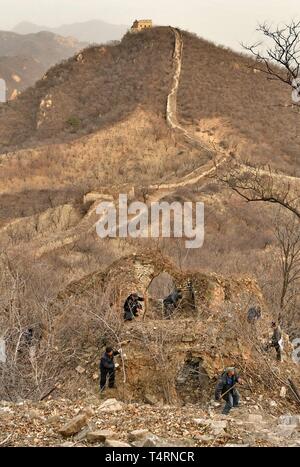 Peking, China. 27 Nov, 2018. Dorfbewohner klare Unkraut und Bäume an einem Abschnitt der alten großen Wand in Dazhuangke Township von yanqing Distrikt in Peking, der Hauptstadt von China, Nov. 27, 2018. Chinas nationale kulturelle Erbe Verwaltung hat geschworen, den Schutz der Großen Mauer, die mehr als 21.000 km langen zu stärken. Die Große Mauer, ein UNESCO-Weltkulturerbe, besteht aus vielen miteinander verbundenen Wänden, einige 2000 Jahre zurückgeht. Um mit GO: China verbessert die Große Mauer schutz Quelle: Li Xin/Xinhua/Alamy leben Nachrichten Stockfoto