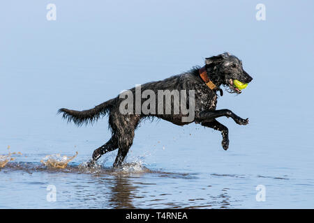 Southport, Merseyside, UK. 19. April 2019. Hunde Tag heraus. Auf einem herrlich warmen und sonnigen Karfreitag, Hunde haben den besten Tag überhaupt, wie Sie spielen und kühlen Sie sich in einem Pool von Wasser am Strand in Southport, Merseyside. Credit: cernan Elias/Alamy leben Nachrichten Stockfoto