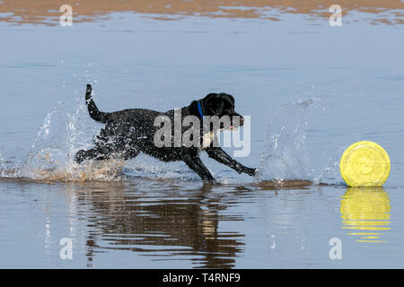 Southport, Merseyside, UK. 19. April 2019. Hunde Tag heraus. Auf einem herrlich warmen und sonnigen Karfreitag, Hunde haben den besten Tag überhaupt, wie Sie spielen und kühlen Sie sich in einem Pool von Wasser am Strand in Southport, Merseyside. Credit: cernan Elias/Alamy leben Nachrichten Stockfoto