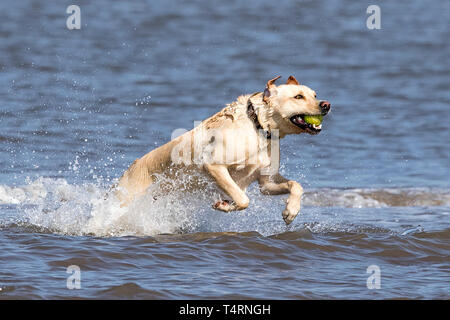 Southport, Merseyside, UK. 19. April 2019. Hunde Tag heraus. Auf einem herrlich warmen und sonnigen Karfreitag, Hunde haben den besten Tag überhaupt, wie Sie spielen und kühlen Sie sich in einem Pool von Wasser am Strand in Southport, Merseyside. Credit: cernan Elias/Alamy leben Nachrichten Stockfoto