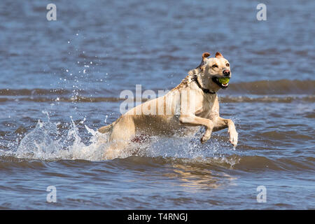 Southport, Merseyside, UK. 19. April 2019. Hunde Tag heraus. Auf einem herrlich warmen und sonnigen Karfreitag, Hunde haben den besten Tag überhaupt, wie Sie spielen und kühlen Sie sich in einem Pool von Wasser am Strand in Southport, Merseyside. Credit: cernan Elias/Alamy leben Nachrichten Stockfoto