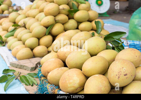 Sapodilla, tropische Früchte in Vinh Long Obstmarkt angezeigt, Mekong Delta. Die Mehrheit der Vietnamesischen Früchte kommen aus den vielen Obstgärten des Mekon Stockfoto