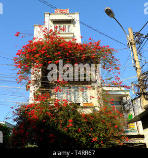 Erstaunlich Stadthaus in Ho Chi Minh City, Vietnam, wunderschönen Bougainvillea Blume Klettern an der Wand und Bloom lebendiges Rot, home Fassade Einrichtung, die von der roten Blume Stockfoto