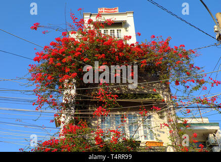 Erstaunlich Stadthaus in Ho Chi Minh City, Vietnam, wunderschönen Bougainvillea Blume Klettern an der Wand und Bloom lebendiges Rot, home Fassade Einrichtung, die von der roten Blume Stockfoto