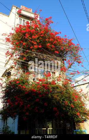 Erstaunlich Stadthaus in Ho Chi Minh City, Vietnam, wunderschönen Bougainvillea Blume Klettern an der Wand und Bloom lebendiges Rot, home Fassade Einrichtung, die von der roten Blume Stockfoto